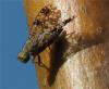 Tephritis sp.